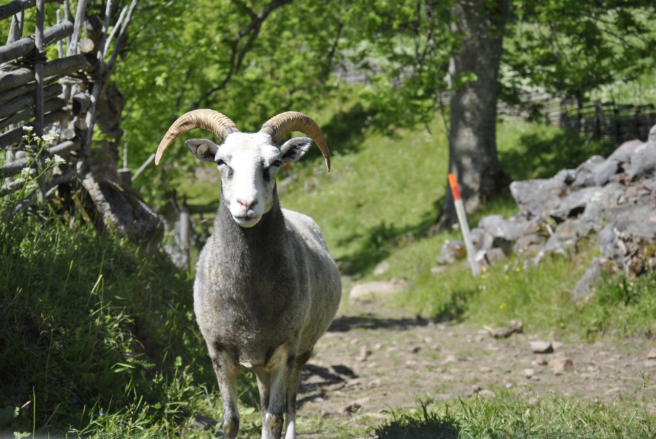 Asens By Pansiyon Haurida Dış mekan fotoğraf
